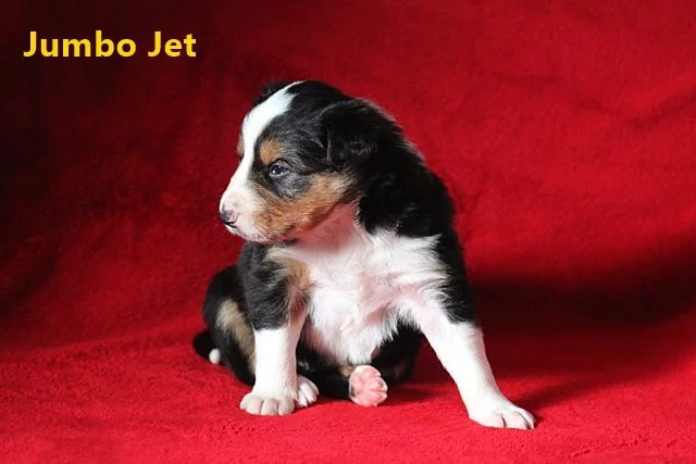 Border collie