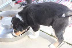 Border collie