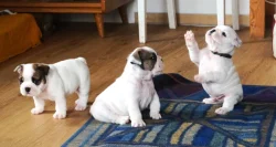 Štěňata anglického bulldoga.