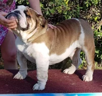 Štěňata anglického bulldoga.