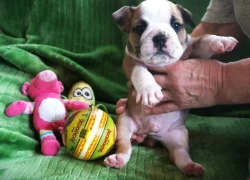 Štěňata anglického bulldoga.