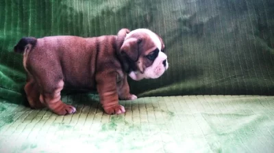 Štěňata anglického bulldoga.