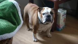 Štěňata anglického bulldoga.