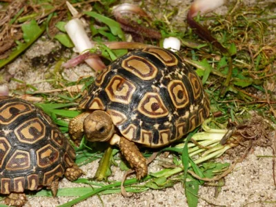 Želva pardálí (Stigmochelys pardalis)