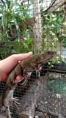 Leguán černý (Ctenosaura similis)
