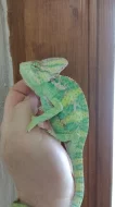 Chameleon jemenský (Chamaeleo calyptratus)