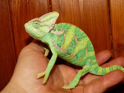 Chameleon jemenský (Chamaeleo calyptratus)