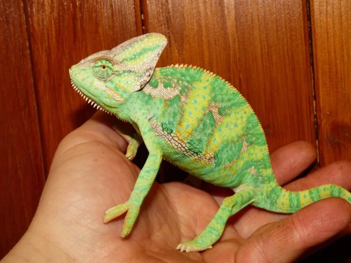 Chameleon jemenský (Chamaeleo calyptratus)