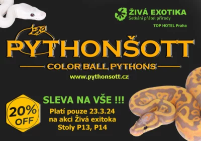 ŽIVÁ EXOTIKA 23.3.24 - Krajta královská (Python regius)