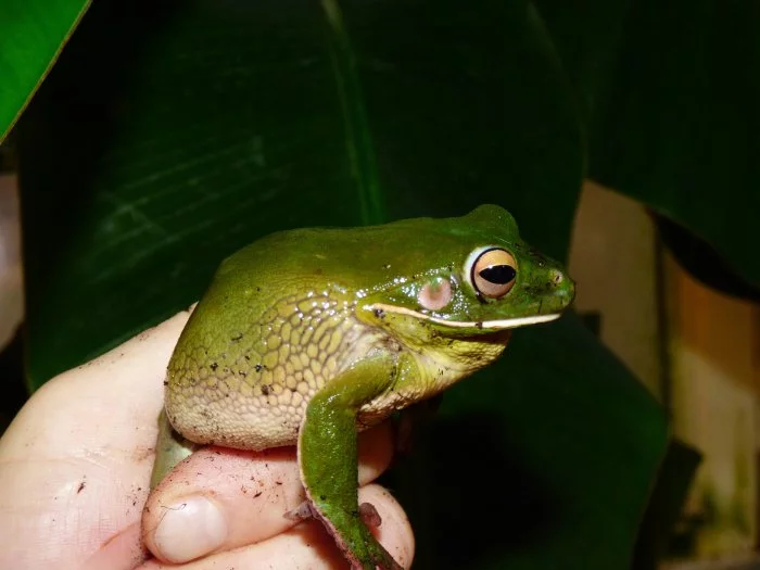 Rosnice běloretá (Litoria infrafrenata)