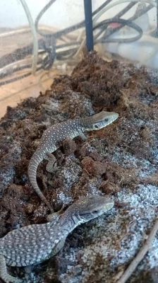 Varan stepní (Varanus exanthematicus)