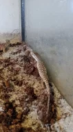 Varan stepní (Varanus exanthematicus)