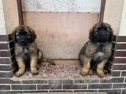 Štěně leonberger - předběžná rezervace