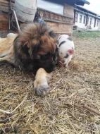 Štěně leonberger - předběžná rezervace