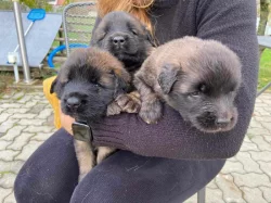 Štěně leonberger - předběžná rezervace