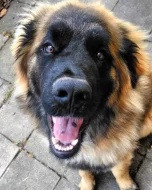 Štěně leonberger - předběžná rezervace