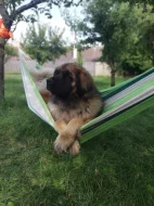 Štěně leonberger - předběžná rezervace