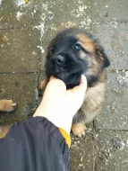 Štěně leonberger - předběžná rezervace