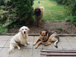 Štěně leonberger - předběžná rezervace