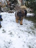 Štěně leonberger - předběžná rezervace