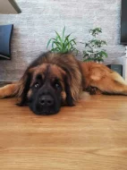 Štěně leonberger - předběžná rezervace