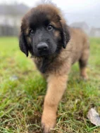 Štěně leonberger - předběžná rezervace