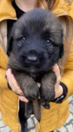Štěně leonberger - předběžná rezervace