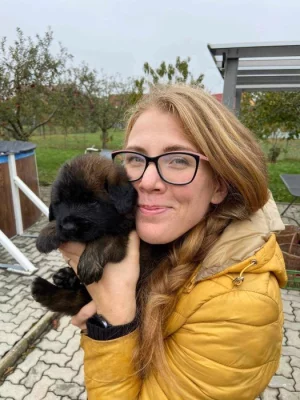 Štěně leonberger - předběžná rezervace
