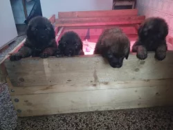 Štěně leonberger - předběžná rezervace