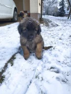 Štěně leonberger - předběžná rezervace