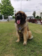 Štěně leonberger - předběžná rezervace