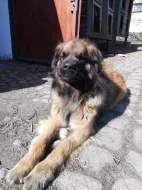 Štěně leonberger - předběžná rezervace
