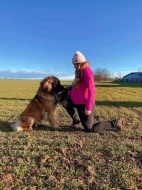 Štěně leonberger - předběžná rezervace