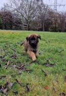 Štěně leonberger - předběžná rezervace