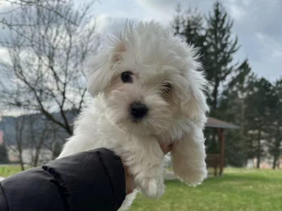 Štěňátka Coton de Tuléar