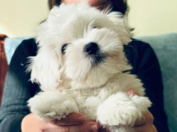 Štěňátka Coton de Tuléar