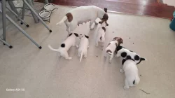 Prodám štěňata Jack Russel Terier