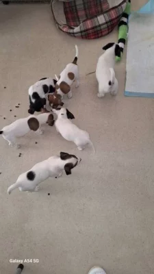 Prodám štěňata Jack Russel Terier