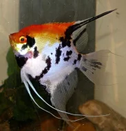 Skalára amazonská / Pterophyllum scalare XL chovné páry