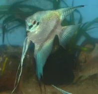 Skalára amazonská / Pterophyllum scalare XL chovné páry