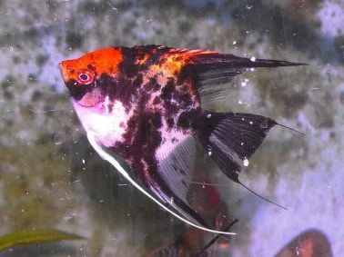 Skalára amazonská / Pterophyllum scalare XL chovné páry