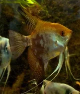 Skalára amazonská / Pterophyllum scalare XL chovné páry