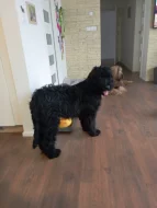 Briard černý pes