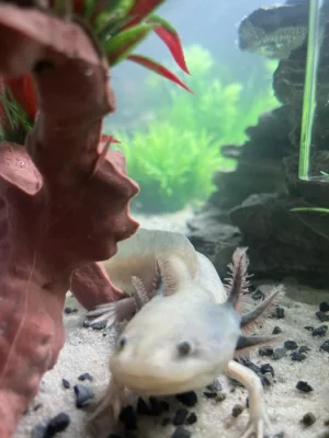 Axolotl mexický - Prodám čerstvě narozené mláďata Axolotla