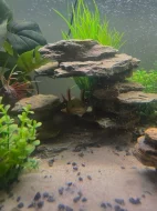 Axolotl mexický - Prodám čerstvě narozené mláďata Axolotla