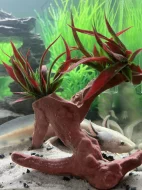 Axolotl mexický - Prodám čerstvě narozené mláďata Axolotla