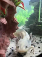 Axolotl mexický - Prodám čerstvě narozené mláďata Axolotla