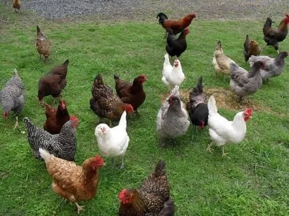 násadová vejce GREEN SHELL