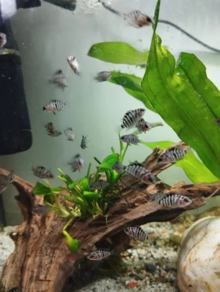 Kančík příčnopruhý