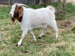 Prodám burského plemenného kozla
